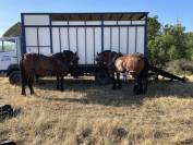 Camion bétaillère chevaux