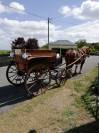 Calèche d attelage pour cheval de trait